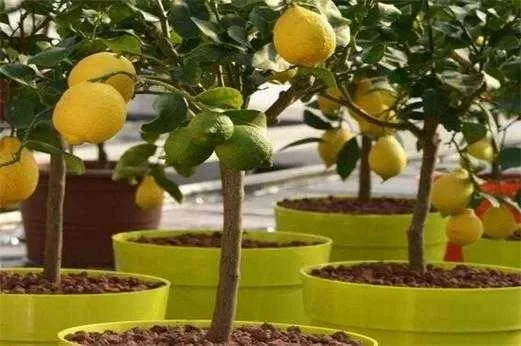 柠檬种植详细步骤：选种浸泡、土壤准备、播种育苗及定植技巧